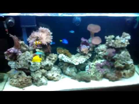Ghost Ribbon Eel