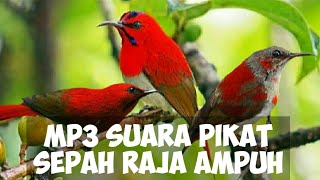 MP3 Suara Pikat Sepah Raja Ampuh