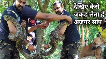 मछली के जाल में फसा बडा अजगर सांप, देखिए कैसे जकड लेता हैं अजगर सांप Rescue Indian Rock Python Snake