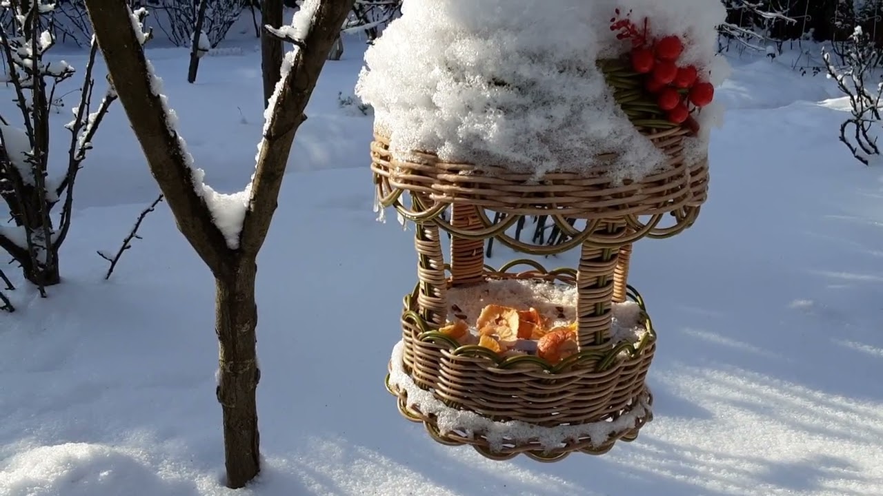 Сонячний ранок в саду . Лютий 2026 