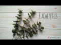 #DIY Felt Eucalyptus Leaves Tutorial - How to Make Simple Felt Leaves - S Nuraeni (English Sub)