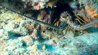 Diving Jupiter 10 July 2011.wmv