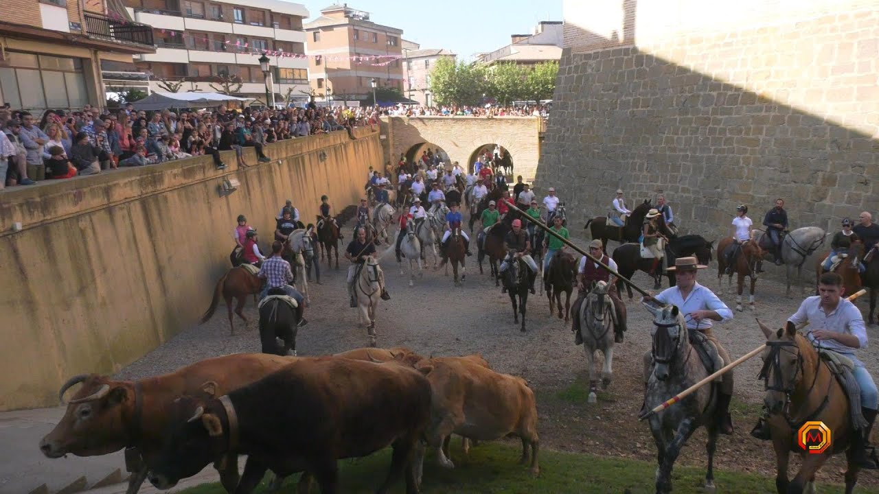 Tv Marcilla - 12/10/2023 - Feria del Caballo Benito Aguerri - Llegada de la trashumancia.