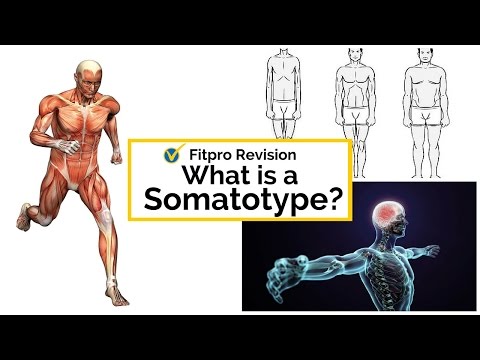 [Level 2 Principles Exam] What is a somatotype?