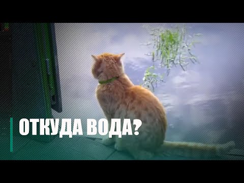 Наводнение, или грунтовые воды? Жители одной из улиц Гомеля не могут понять откуда у них вода