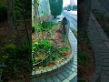 triming carfis lokking good#Garden#maintanence#Riyadh
