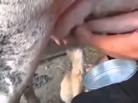 Борьба за протеин Кот доит корову