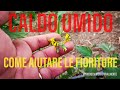 Caldo Umido Come stiamo aiutando le fioriture | Coltivazione Pomodoro