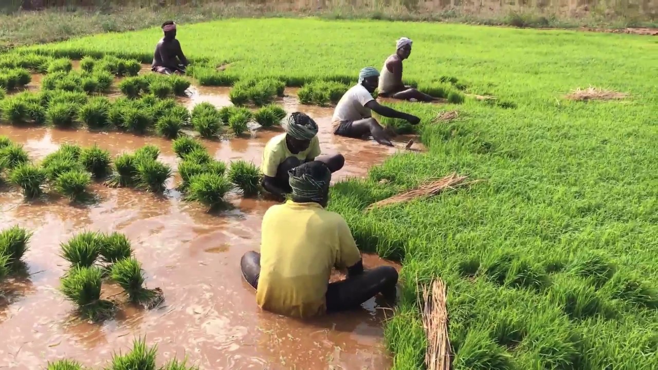 paddy field แปลว่า  Update  How Rice is Made : Step by Step Growing Rice Paddy Farming, South India