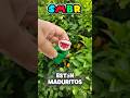 LOS MANGOS MADUROS #comedia @alfredolarin