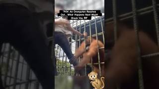 Download Lagu “POV: An Orangutan Reaches Out… What Happens Next Might Shock You 👀” MP3