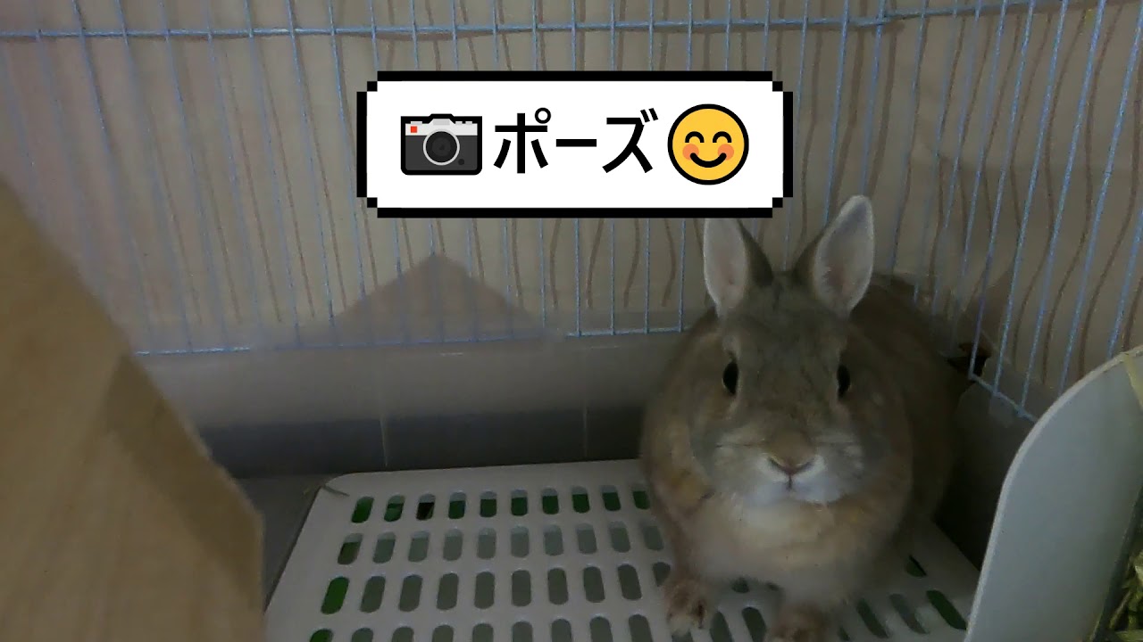 うさパンチ うさぎの日常 ネザーランドドワーフ Netherland Dwarf Rabbit Youtube