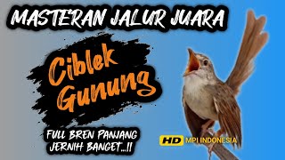 Jernih banget !! MASTERAN CIGUN BREN PANJANG Jalur juara❗