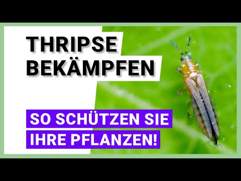 Video: Bug Identification Guide: Erfahren Sie, wie Sie Schädlinge im Garten identifizieren