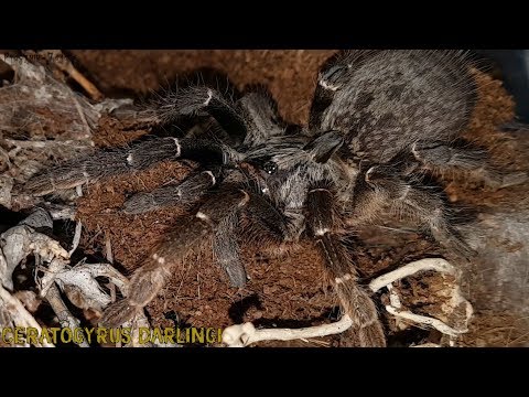 Wideo: Jakie Prezenty Kochają Skorpiony