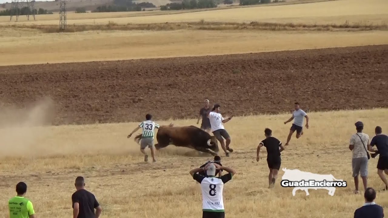 Susto a Cesar Encierro de Fontanar 13-08-2022 GuadaEncierros