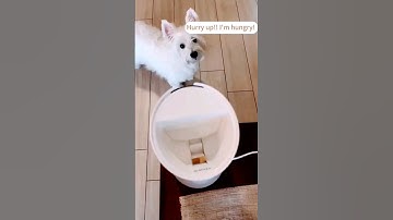 Smart Pet Feeder with Camera,Mobile Phone Control Remote Feeding #dogs #petshop