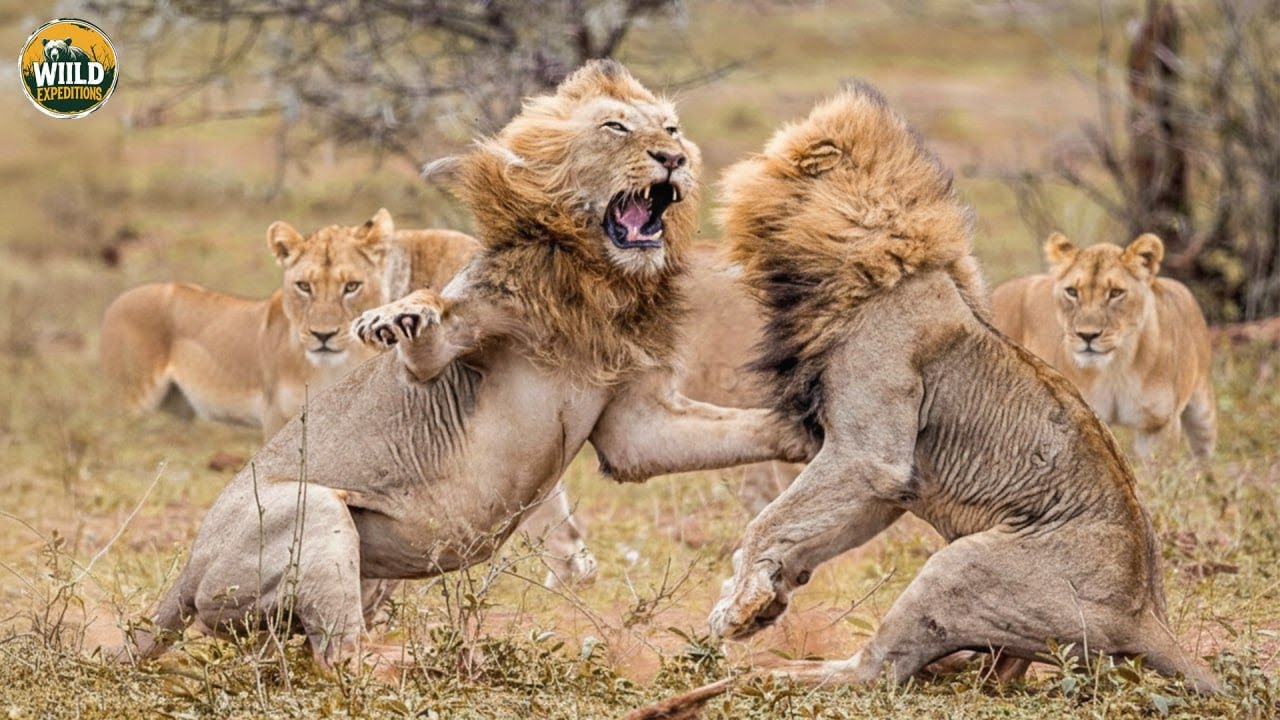 (未使用･未開封品)Wild Africa-Wildlifes Survival of the Fittest [DVD] 未使用・未開封品)Wild Africa-Wildlifes Survival of the Fittest [DVD]