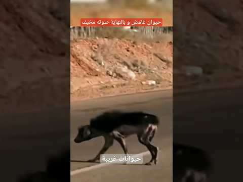 حيوان نباش القبور صوته كصوت امرأة تصرخ كما قال البعض 