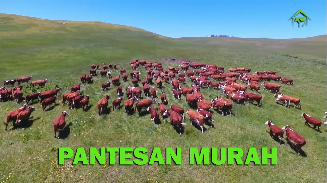 Ini Rahasia Australia Bisa Ekspor Sapi Dengan Harga Murah - YouTube