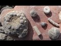 Fossils Galore at Partridge Point Park