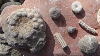 Fossils Galore at Partridge Point Park