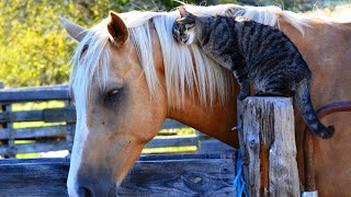 When your cat become best friend with horse