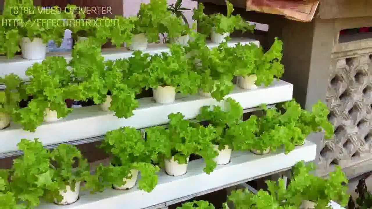 Hydroponic Lettuce Seedling | www.pixshark.com - Images ...