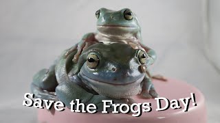 Save The Frogs Day Feeding Special! by Hopp'in Help 414 views 3 years ago 4 minutes, 46 seconds