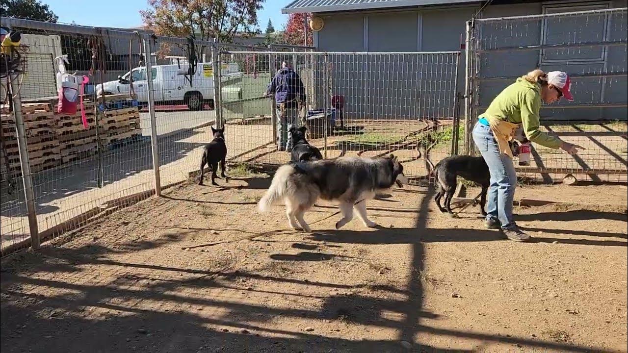 lake, Simone, mini, abuela, Albie, available to adopt, Bradshaw animal