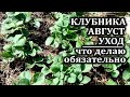 Уход за клубникой в августе  Не забудьте сделать это на клубнике в августе для будущего урожая