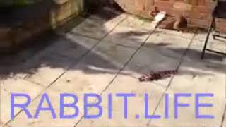 RABBIT LIFE - THE EXPLODING RABBIT  FUNNY  iPhone APP by Animals Funny Life 11 views 4 years ago 19 seconds