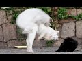 猫同士の喧嘩を見ていたボス猫がとった驚くべき行動とは？ 野良猫 感動猫動画 EOSR5