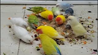 African lovebird sounds 