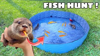 TRAINING BABY OTTERS TO HUNT FISH ! WILL THEY EAT ?!
