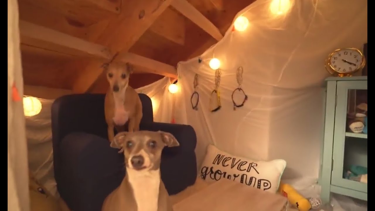 MAKING A TINY LIVING ROOM FOR MY DOGS So Adorable YouTube