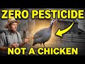 The Bird That Cut Ticks 70% on 10 Acres — The Pest Control Farmers Forgot