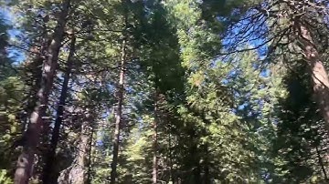 Starlink in a tree!!