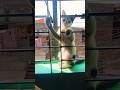 cat funny short video