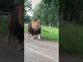 Pride Lion Walking In Road Pride Lion Walking In Road