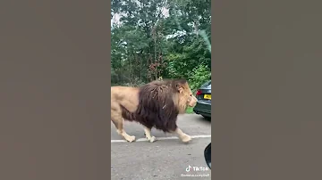 Pride Lion Walking In Road 