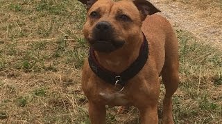 Staffies En Folies Avec Le Clan Dakela 21