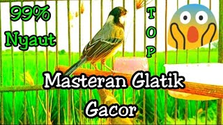 Masteran gelatik batu gacor full isian keren