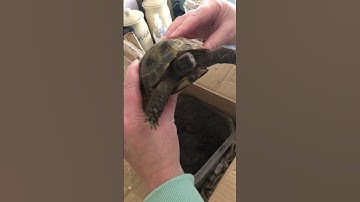 Tortoise Hibernation Informational Video