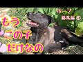 泣いている母野良犬の後について行くとそこには、、、😢【最後に残った奇跡の子犬ホープの6か月の記録①収益は支援へ】
