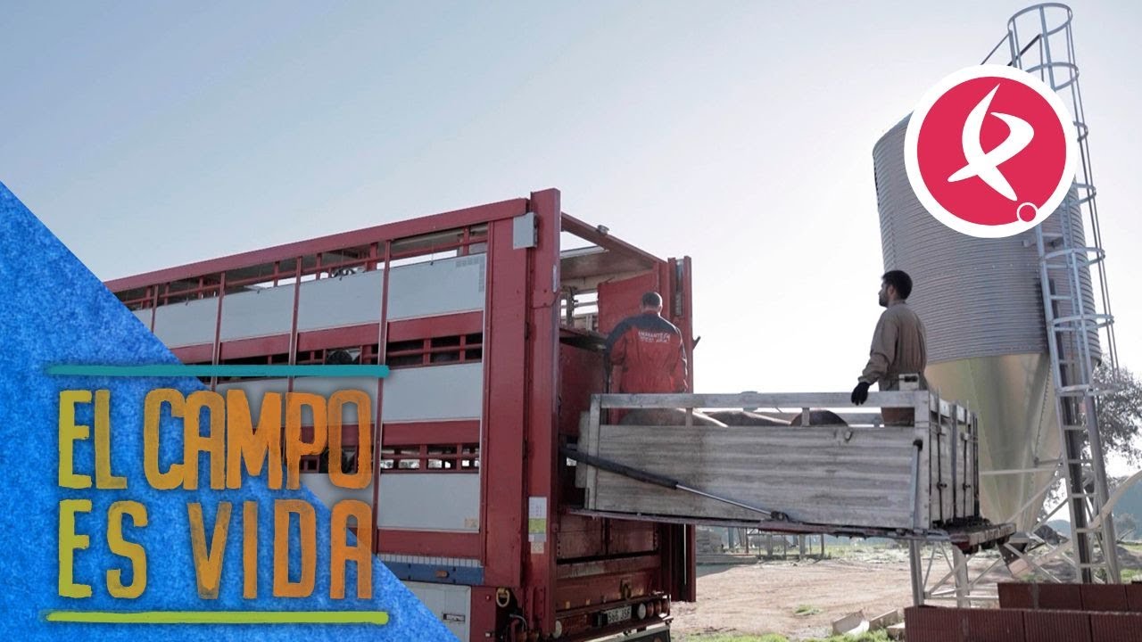 Termina el engorde para algunos cochinos de Los Mellis | El campo es vida