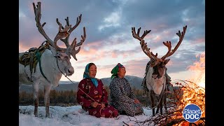 La dependencia del Reno para los Tsaatan: conoce a esta tribu ubicada en Mongolia...