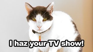 TV For Cats: TVs First Internet Cat Reality Game Show
