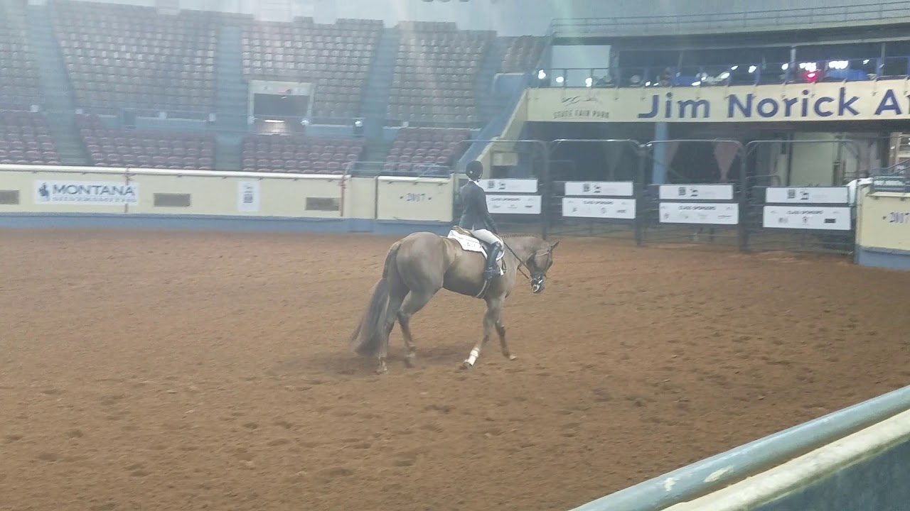 Hot N Blazing Scotch Level Hunt Seat Equitation at AQHA Youth World