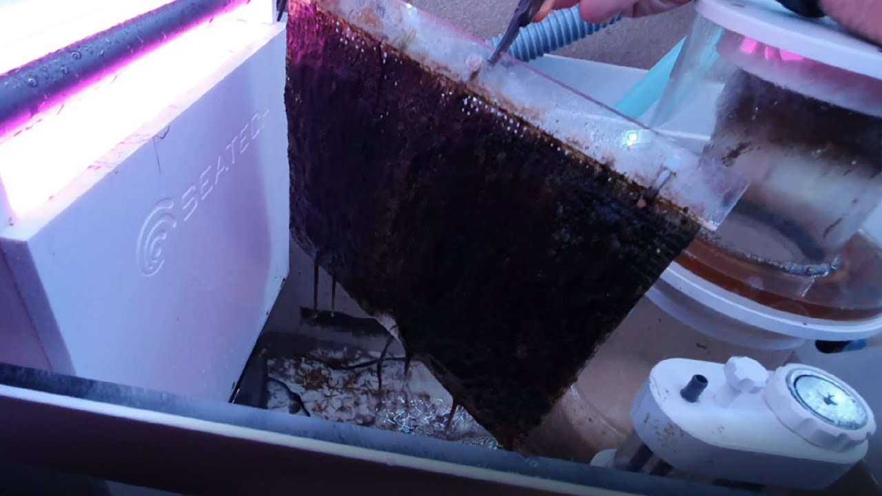 ACQUARIO MARINO - MANUTENZIONE FILTRO ATS - YouTube